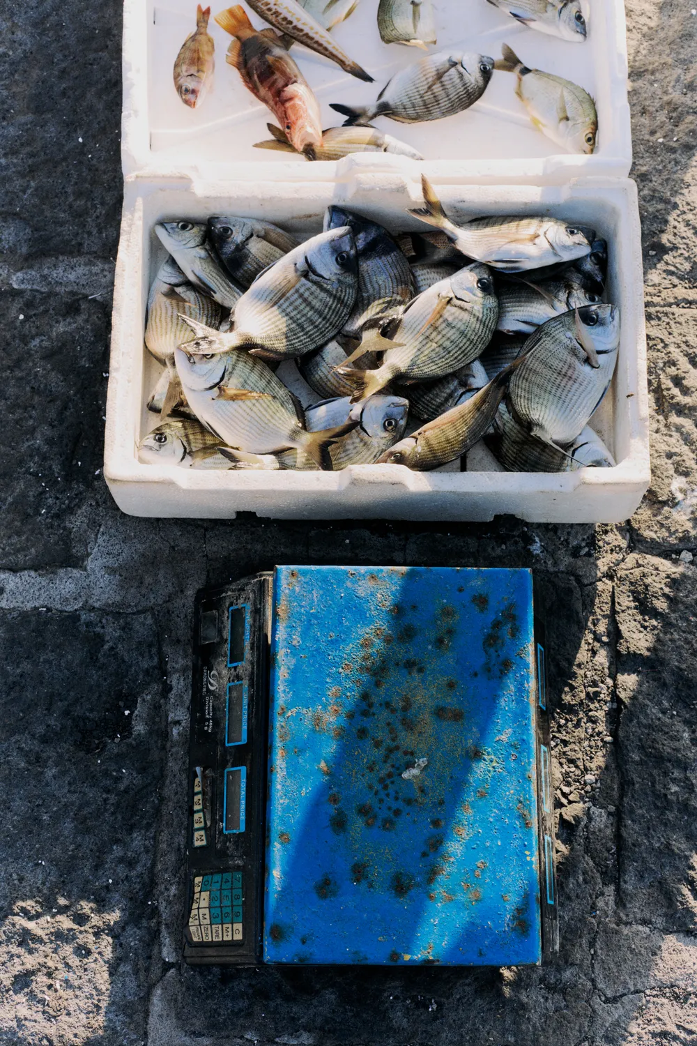 Champion Fabric of Siciliy project image